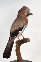 Jay - Garrulus glandarius